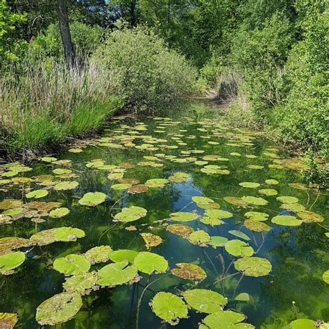 La Nature Nénuphars Étang Aux Photo Gratuite Sur Pixabay Pixabay