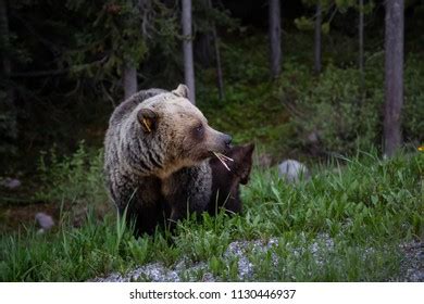 Mother Grizzly Bear Her Cubs Eating Stock Photo Shutterstock