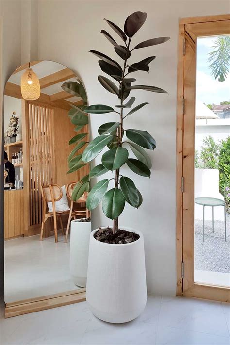 The Best Tall Houseplants 25 Tree Like Plants To Grow Indoors Växter Växter Inomhus Inreda