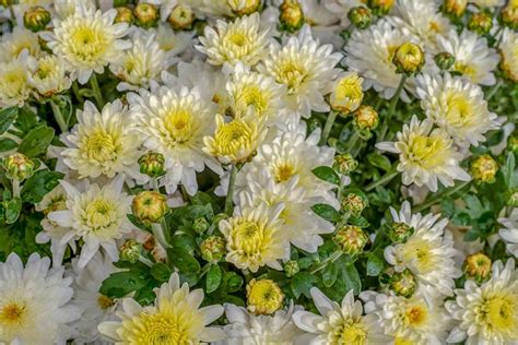 Growing Chrysanthemums In Pots From Seeds Cuttings Gardening Tips