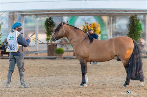 Expointer Ultrapassa Os Mil Animais Inscritos Para Exposi O