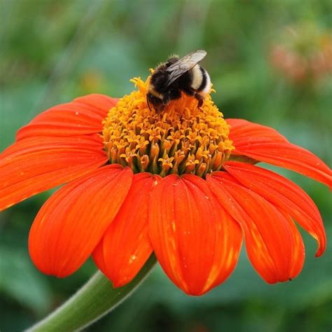 Tithonia Flower Seeds | Best Flower Site