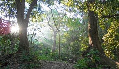 D A Internacional De La Preservaci N De Los Bosques Tropicales