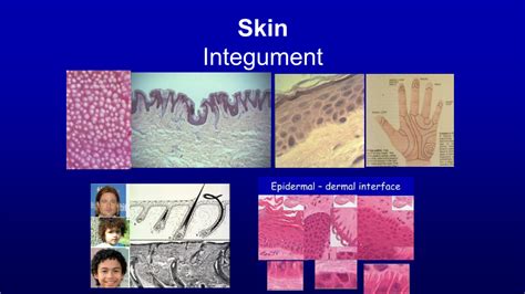 Skin Integument Objectives To Gain A Greater Appreciation Of The