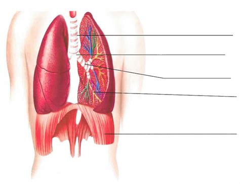 Lower Airway Diagram Quizlet