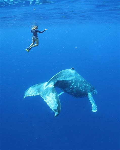 Swimming With Humpback Whales In Tonga Artofit