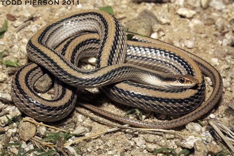 Western Patch Nosed Snake Reptiles Of Chiricahua Nm Inaturalist Mexico