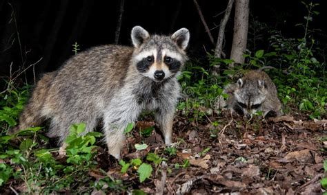 Raccoon at Night stock photo. Image of great, island - 122160642