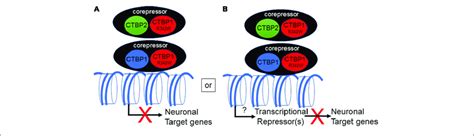 Model For Transcriptional Down Regulation Of Neuronal Target Genes By