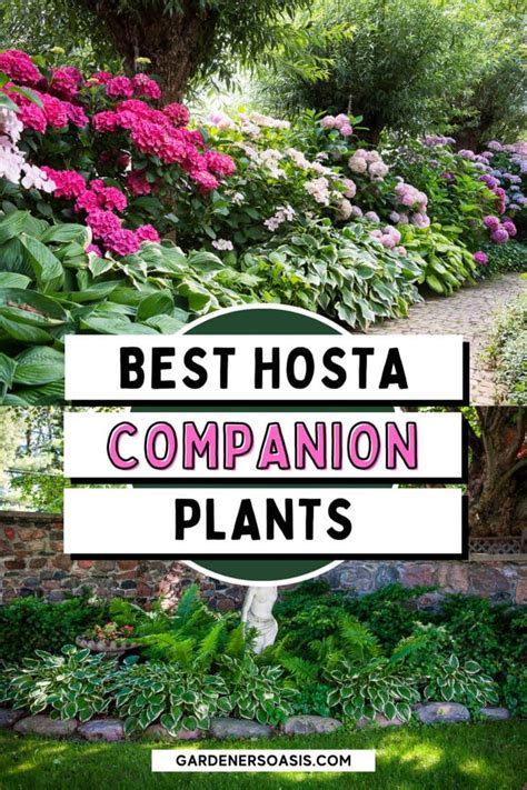 Hosta Companion Plants What To Plant With Hostas Shade Garden