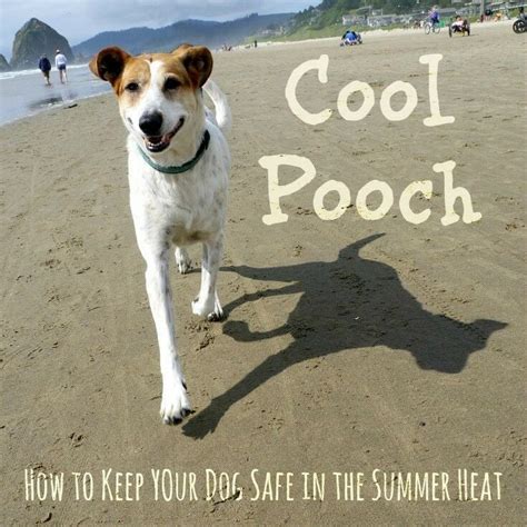 How To Keep Your Dog Cool In The Summer