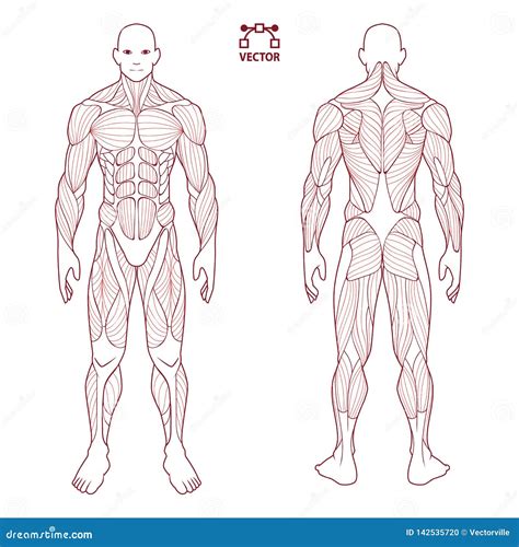 Human Body Anatomy Male Man Front And Back Muscular System Of Muscles