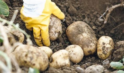 Los diferentes tipos de patatas y su contribución a la sostenibilidad