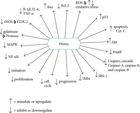 Molecular Target Modulationthe Anticancer Effects Of Honey Adopted