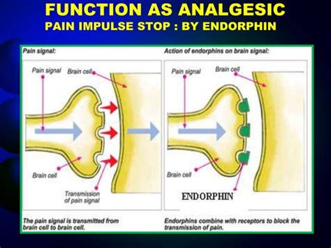 presentation on Endorphin hormone | PPT