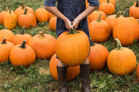 11 Of The Best Pumpkin Patches In Maine To Visit This Fall