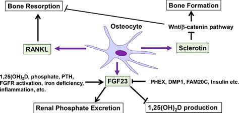 Frontiers Roles Of Osteocytes In Phosphate Metabolism