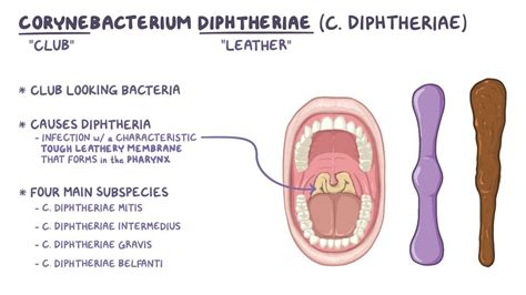 Corynebacterium Diphtheriae Colony Morphology