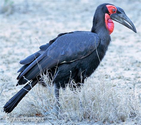 Southern Ground Hornbill Jon Hardacre Nature Photography