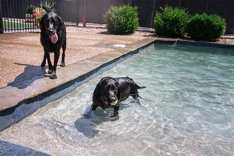 Dog Swimming Pool | Doggie Pool | Dog Hotel | Dog Boarding | St. Louis ...