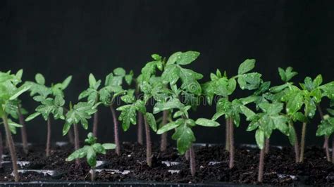 Growing Tomatoes From Seeds Step By Step Step Watering Grown