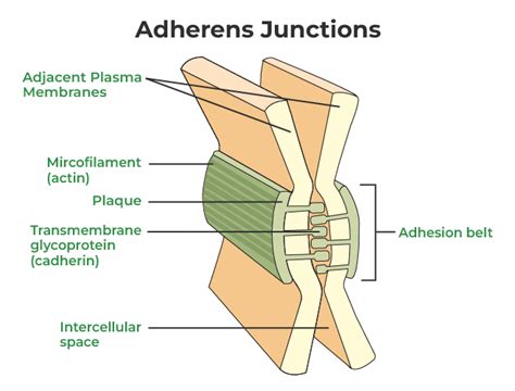 Cell Junctions Types Structure And Functions The Science Notes