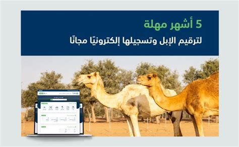 البيئة انتهاء مهلة تسجيل الإبل إلكترونيًا مجانًا خلال 5 أشهر