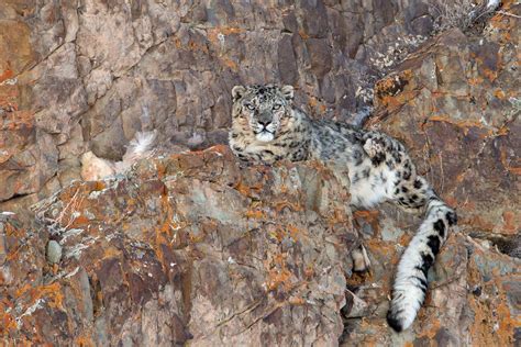 Wild Images Photography Tours Snow Leopard Photography Tours Ladakh