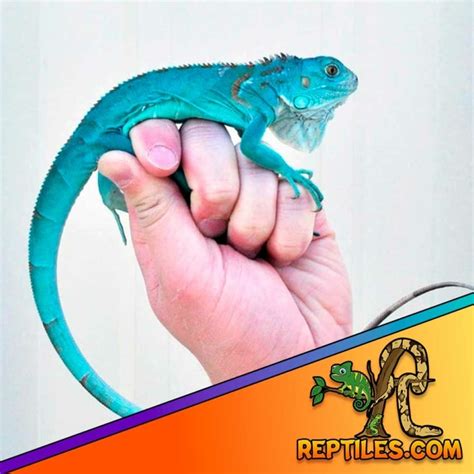 Green Iguana Care Sheet Green Iguana Habitat Diet Size Lifespan