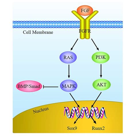 The FGF Signaling Pathway In Chondrocytes FGF Combines With FGFR To