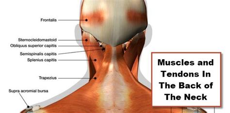 Neck Ligaments