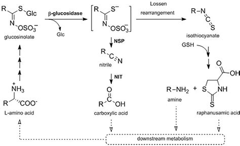 Frontiers Coordination Of Glucosinolate Biosynthesis And Turnover