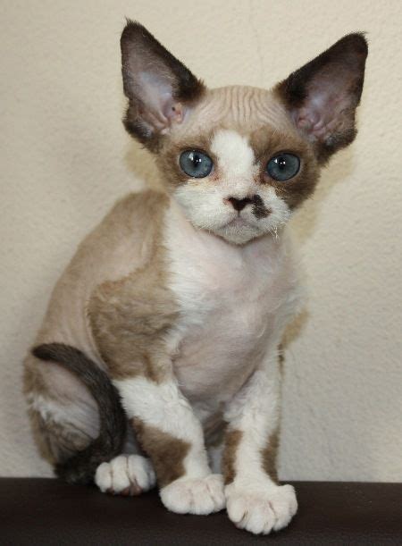 1000 Images About Devon Rex On Pinterest Kittens Too Cute And So Cute