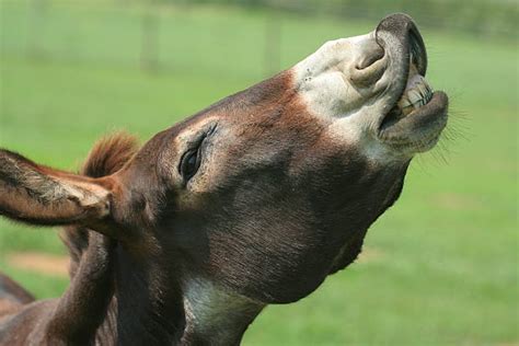 240 Donkey Braying Stock Photos Pictures And Royalty Free Images Istock