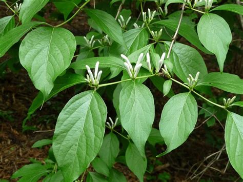 Ch Vrefeuille De Maack Lonicera Maackii Plant Leaves Plants Garden