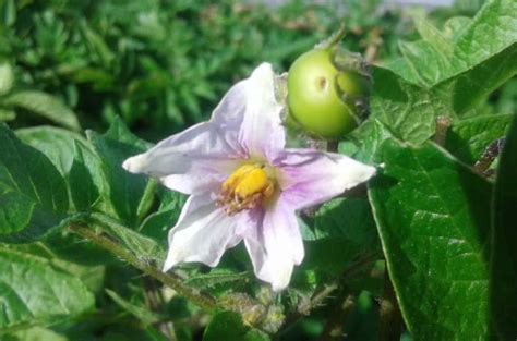 Morfolog A De La Planta De Papa Solanum Tuberosum L