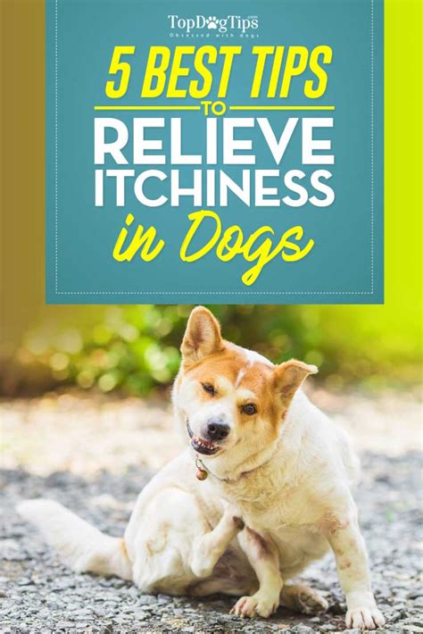 Dog Itchy Skin 5 Ways To Relieve Itchiness In Your Dog