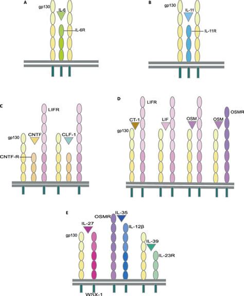 Molecular construction of IL-6 family cytokine receptor complex. A In ...