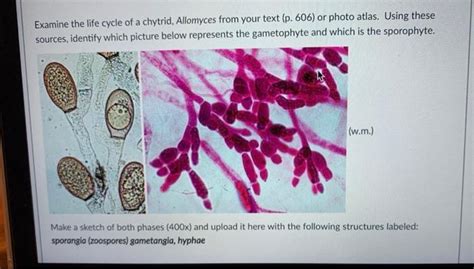 Solved Examine The Life Cycle Of A Chytrid Allomyces From