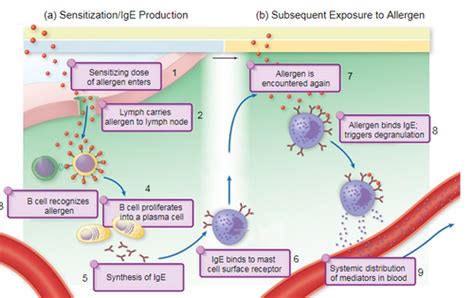 INITIATION OF AN IMMUNE RESPONSE Flashcards Quizlet