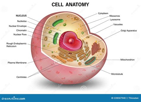 Cell Cross Section Structure Detailed Colorful Anatomy Isolated On