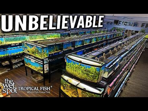 A Legacy Of Aquatic Excellence The Wet Spot Tropical Fish Store YouTube