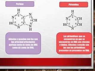 Purinas Y Pirimidinas PPT