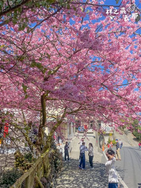 2022「樟樹湖河津櫻王」粉紅櫻花美麗綻放！夢幻粉紅美景打卡必拍 輕旅行