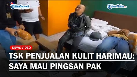 Jual Beli Kulit Harimau Abang Beradik Ditangkap Polisi Tersangka Saya