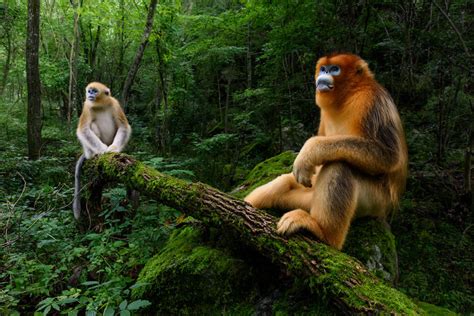 Qinling Golden Snub Nosed Monkeys Squiver