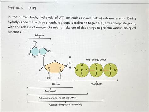 Solved Problem 7. (ATP)In the human body, hydrolysis of ATP | Chegg.com