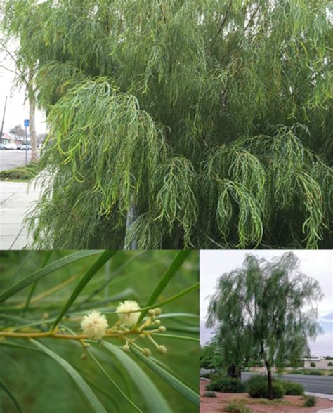 Weeping Acacia Tree