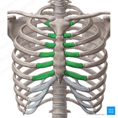 Izvanredan Vlasnik Umivaonik Funcion De Las Costillas Del Cuerpo Humano