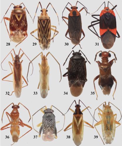 Entomology Final 1212 Sss Flashcards Quizlet